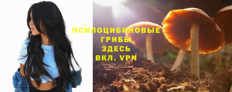 купить  сайты  Москва  Псилоцибиновые грибы GOLDEN TEACHER 